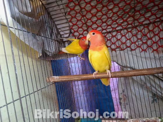 রেড হেডেড লোটিনো অপালাইন লাভবার্ডস